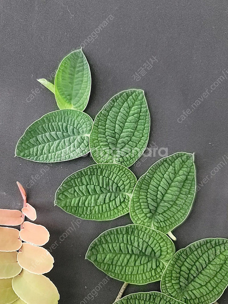 테라리움 비바리움 식물 분양 , 제주애기모람, 블랙메탈 베고니아, 덩쿨 식물, 생수태, 벌레잡이제비꽃 분양--7